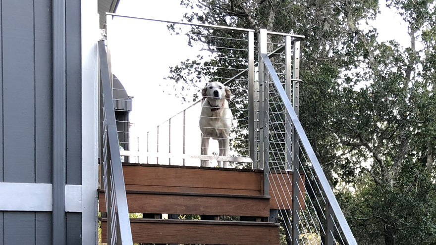 Cable railing system with gate keeps dog enclosed on the deck