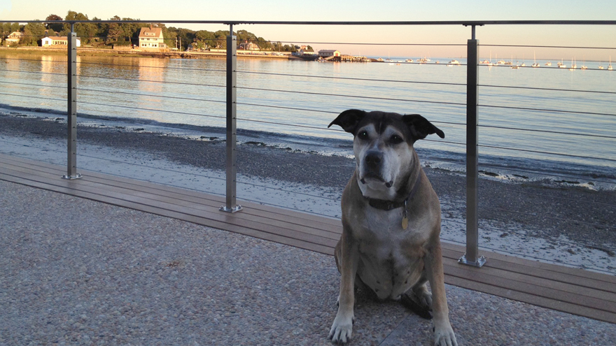 A dog sits in front of a cable railing system